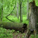 Bosque Bialowieza, selva virgen en Polonia