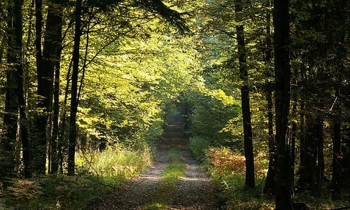 Bialowieza, el último bosque virgen